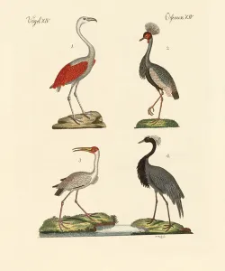Birds from hot countries (coloured engraving) Birds from hot countries (coloured engraving)