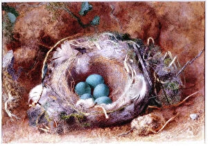 Paul Nash Gallery: Birds Nest, about 1825-1850 (Watercolour and gouache)
