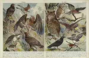 Birds of prey (chromolitho)