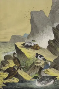 Birds of the sea coasts of Northern Europe (colour litho) Birds of the sea coasts of Northern Europe (colour litho)