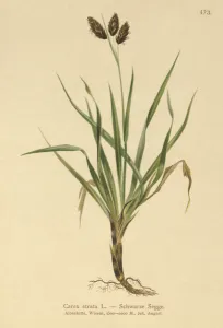 Black Alpine-sedge (Carex atrata) (colour litho) Black Alpine-sedge (Carex atrata) (colour litho)