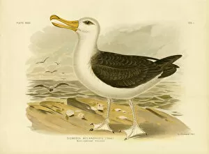 Black-Browed Albatross, 1891 (colour litho)