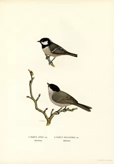 Crested Tit Collection: Black-crested Tit (colour litho)