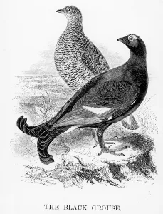 The Black Grouse, illustration from A History of British Birds by William Yarrell The Black Grouse, illustration from A History of British Birds by William Yarrell