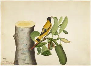 Black hooded Oriole and Insect on Jackfruit Stump, folio from a Series Commissioned by Black hooded Oriole and Insect on Jackfruit Stump, folio from a Series Commissioned by