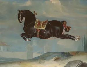 The black horse Curioso performing a Capriole The black horse Curioso performing a Capriole
