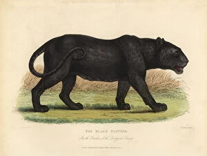 Black Panther, Panthera pardus or Panthera onca