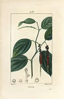 Black pepper - Black pepper, Piper nigrum, with leaf, stalk and ripe and unripe peppercorns