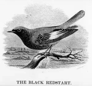 The Black Redstart, illustration from A History of British Birds by William Yarrell The Black Redstart, illustration from A History of British Birds by William Yarrell
