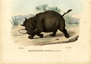 Black Rhinoceros, 1863-79 (colour litho) Black Rhinoceros, 1863-79 (colour litho)
