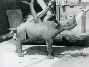 A Black Rhinoceros calf being bottle fed by its keeper, London Zoo A Black Rhinoceros calf being bottle fed by its keeper, London Zoo