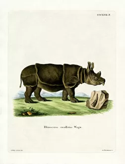 Black Rhinoceros Collection: Black Rhinoceros (coloured engraving)