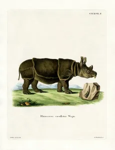 Black Rhinoceros (coloured engraving) Black Rhinoceros (coloured engraving)