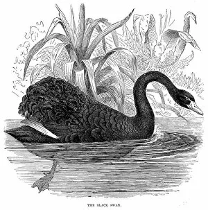 The Black Swan (engraving)