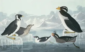 Black-Throated Guillemot, Nobbed-Billed Auk, Curled-Crested Auk, Horn-Billed Guillemot Black-Throated Guillemot, Nobbed-Billed Auk, Curled-Crested Auk, Horn-Billed Guillemot