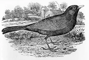 The Blackbird, illustration from A History of British Birds by Thomas Bewick The Blackbird, illustration from A History of British Birds by Thomas Bewick