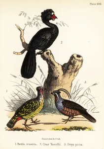 Blood pheasant, wattled curassow and mountain quail. 1855 (lithograph) Blood pheasant, wattled curassow and mountain quail. 1855 (lithograph)