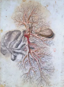 Blood vessels of the liver and the gall bladder, from Anatomia Humani Corporis' Blood vessels of the liver and the gall bladder, from Anatomia Humani Corporis'