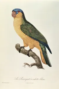 Blue-Capped Parrot by Jacques Barraband (1767-1809) Blue-Capped Parrot by Jacques Barraband (1767-1809)