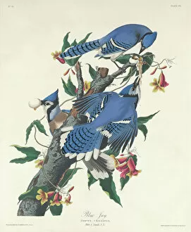 Ornithological Gallery: Blue Jay, 1831 (coloured engraving)