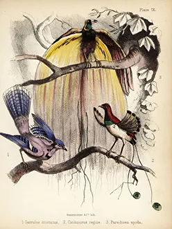 Blue jay, king and greater birds-of-paradise. 1855 (lithograph) Blue jay, king and greater birds-of-paradise. 1855 (lithograph)