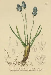 Blue Moor-grass (Sesleria caerulea, Sesleria uliginosa) (colour litho) Blue Moor-grass (Sesleria caerulea, Sesleria uliginosa) (colour litho)