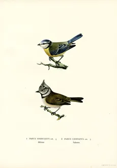 Blue Tit (colour litho) Blue Tit (colour litho)