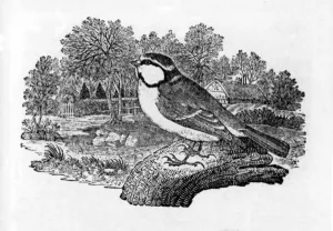 The Blue Titmouse, illustration from A History of British Birds by Thomas Bewick The Blue Titmouse, illustration from A History of British Birds by Thomas Bewick