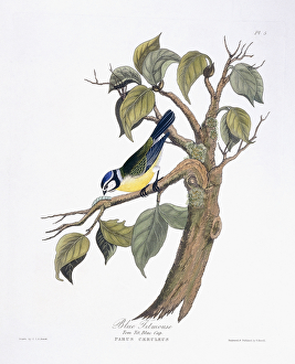 Blue Titmouse (Parus Caeruleus), 1835 (hand-coloured engraving) Blue Titmouse (Parus Caeruleus), 1835 (hand-coloured engraving)