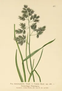 Bluegrass (Poa distichophylla, Poa Cenisia, Poa contracta, Poa fontqueri, Poa oreophila Bluegrass (Poa distichophylla, Poa Cenisia, Poa contracta, Poa fontqueri, Poa oreophila