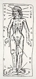A body which has been under the scalpel, with veins labelled (litho) A body which has been under the scalpel, with veins labelled (litho)