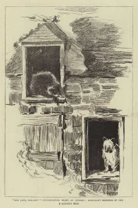 'Bon Jour, Madame!', hybernating Bears at Quebec 'Bon Jour, Madame!', hybernating Bears at Quebec