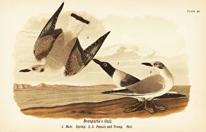 Color Lithograph Gallery: Bonapartes gull, Chroicocephalus philadelphia, male spring 1, female 2 and young 3 in fall plumage