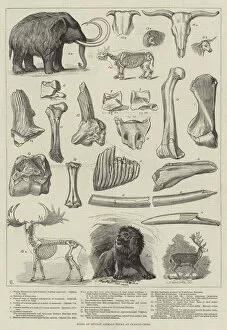 Vertebra Gallery: Bones of Extinct Animals found at Charing-Cross (engraving)