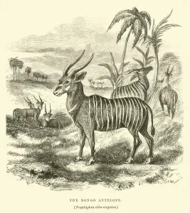 The Bongo Antelope, Trogelaphus albo-virgatus (engraving) The Bongo Antelope, Trogelaphus albo-virgatus (engraving)