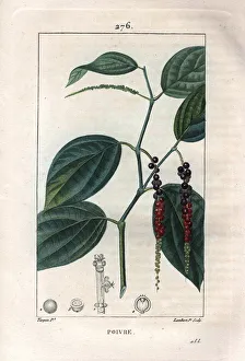 Botanical: black pepper - Black pepper with leaves and peppercorns, Piper nigrum Botanical: black pepper - Black pepper with leaves and peppercorns, Piper nigrum