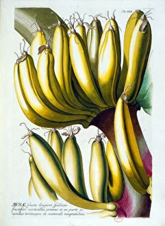 Banana Gallery: Botanical board: a diet of bananas. n.d. 19th century