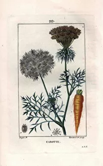 Botanical: carrot - Carrot root and flower, Daucus carota. Handcoloured stipple copperplate engraving by Lambert from a