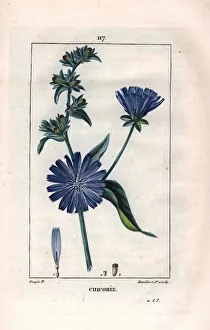 Botanical: chicoree with flower - Chicory plant and flower, Cichorium intybus Botanical: chicoree with flower - Chicory plant and flower, Cichorium intybus
