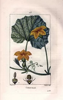 Botanical: squash flower - Pumpkin flower, leaf and vine, pumpkin, Cucurbita pepo