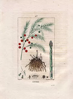 Botany: asparagus - Asparagus root, flower and fruit, Asparagus officinalis