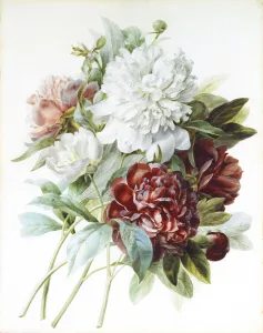 A Bouquet of Red, Pink and White Peonies, (watercolour heightened with white on vellum) A Bouquet of Red, Pink and White Peonies, (watercolour heightened with white on vellum)