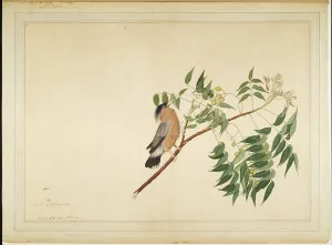 Brahminy Starling on Neem Tree Branch, folio from a Series Commissioned by Lady Impey Brahminy Starling on Neem Tree Branch, folio from a Series Commissioned by Lady Impey