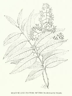 Honduran Gallery: Branch and Flower of the Mahogany-Tree (engraving)