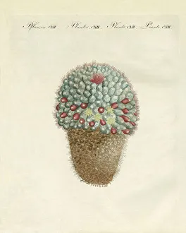 The breast-shaped melon-thistle (coloured engraving) The breast-shaped melon-thistle (coloured engraving)