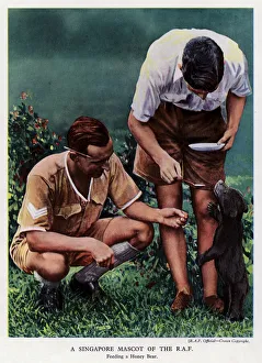 British airmen feeding a honey bear, a RAF mascot in Singapore (photo) British airmen feeding a honey bear, a RAF mascot in Singapore (photo)