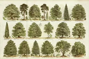 Temp Classification Gallery: Our British Forest Trees (colour litho)
