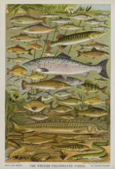 Boys Own Gallery: British Freshwater Fishes (colour litho)