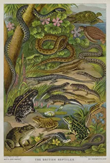 Boys Own Gallery: British reptiles (colour litho)