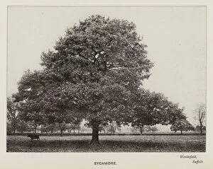 Sycamore Gallery: British Trees: Sycamore, Westerfield, Suffolk (b / w photo)